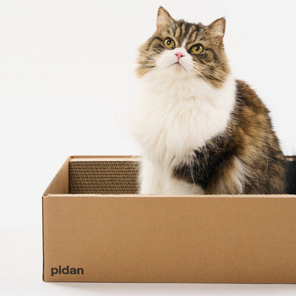 Box Cat Scratcher and Lounge
